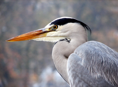 Серая и большая белая цапля / Птицы Южных Курил